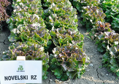 Novelski (81-92) RZ, Lattuga Batavia rossa. Pianta compatta con antoncianatura rossa ben presente sulle foglie. Pianta con il fondo arrotondato, chiuso e compatto, torsolo medio. Costa non troppo pronunciata. Foglia molto elastica alla manipolazione.