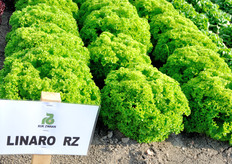 Linaro RZ, Lattuga Lollo e da taglio bionda. Varieta' a ciclo medio dal colore verde medio brillante. Varieta' compatta con buona tolleranza al TBI ed alla salita a seme. Foglia spessa con costa non troppo pronunciata. Il fondo si presenta arrotondato con un colletto contenuto. Nei periodi di coltivazione con maggiori temperature non presenta il bordo fogliare ingiallito.