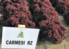 "Carmesi RZ, Lattuga Lollo e da taglio rossa. Varieta' "triple red" con buon vigore. Fogliame finemente frastagliato. Colore rosso molto scuro, brillante. Buona tolleranza al Tip-burn interno ed alla salita a seme."