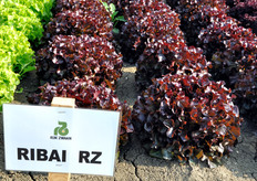 "Ribai RZ, Lattuga Foglia di quercia rossa. Varieta' "triple red" precoce, voluminosa. Si colloca nel segmento Sirmaï RZ con maggiori resistenze."