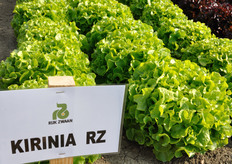 Kirinia 83-44 RZ, Lattuga Foglia di quercia bionda. Per ciclo primaverile – autunnale. Varieta' con buon volume e compatta, con buona chiusura del cespo. Foglia dal colore biondo con lobatura abbastanza ampia, con buona tolleranza al TBI ed alla salita a seme. Il fondo si presenta arrotondato ben serrato e compatto.