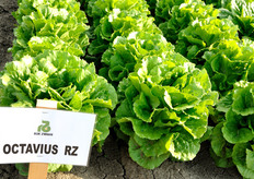 Octavius RZ, Lattuga Romana. Varieta' romana bionda per produzioni primaverili e autunnali sia in pieno campo che in serra. Varietà a ciclo medio, con portamento aperto e lenta a chiudere nel cuore. Il fondo si presenta arrotondato e ben serrato. La foglia e' liscia, spessa e plastica alla manipolazione. Ottima tolleranza alla salita a seme, al TBI e all’avvitamento.