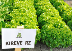 Kireve RZ, Lattuga Foglia di quercia bionda. Varieta' di colore medio brillante. Pianta con buon volume. Foglia con lobatura piu' stretta rispetto a Kipling RZ. Ottima tolleranza al Tip-burn interno ed alla salita a seme. Varieta' interessante per la IV gamma.