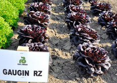 Gaugin RZ, Lattuga Salanova multileaf dalla colorazione rosso intenso. Varieta' adatta sia per coltivazioni in serra che in pieno campo. Foglia spessa che si adatta bene anche alle lavorazioni della IV gamma. Buona tolleranza alla salita a seme, e buona capacita' di crescere anche nei periodi piu' difficili di produzione.