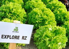 Explore RZ, Lattuga Salanova incised leaf. Varieta' incised bionda con la foglia tipologia crispy. Ottimo volume per produzioni in pieno campo. Ciclo medio/precoce molto lenta a riempire nel cuore e con ottima tolleranza alla salita a seme ed al TBI. Il fondo si presenta arrotondato con una costa leggermente piatta.