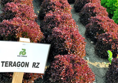 "Teragon RZ, Lattuga Salanova incised leaf. Varieta' incised "double red" brillante. Varieta' compatta, che a maturazione forma una palla rotonda. Il fondo si presenta leggermente conico, chiuso e con una costa non troppo larga."