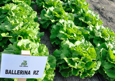 Ballerina RZ, Lattuga Cappuccio da pieno campo. Varieta' dal fogliame verde medio brillante, molto attraente. Pianta voluminosa, buona tolleranza alla salita a seme. Fondo piatto, facile da raccogliere. Colletto fine. Ottima presentazione nell'imballaggio. La lattuga Ballerina RZ e' la cultivar storica di Rijk Zwaan nel periodo primavera/estate nell'area: infatti vanta dieci anni di presenza incontrastata sul mercato, grazie alla sua ottima adattabilita' alle condizioni estive di coltivazione.