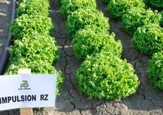 Impulsion RZ, Lattuga Batavia bionda. Tipologia gentilina. Pianta rustica, voluminosa, pesante, aperta e con alta densita' di foglie nel cuore. Fogliame di colore biondo, leggermente bolloso con buona elasticita'. Fondo piatto, ben compatto e con colletto fine. Ottima tolleranza al Tip-burn interno ed alla salita a seme.