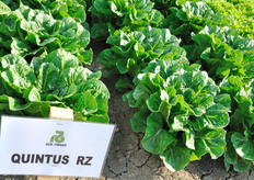 Quintus RZ, Lattuga Romana. Varieta' romana midi dal colore verde scuro brillante. Portamento eretto, molto lenta a chiudere sul cuore. Fogliame spesso e poco bolloso. Il fondo si presenta piatto chiuso compatto con costa fine e torsolo molto piccolo. Ottima tolleranza alla salita a seme e al TBI. Varieta' che non gira.