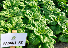 Passus RZ, Lattuga Romana. Varieta' romana verde medio, con ottimo volume. Per produzioni primaverile e autunnali. Portamento eretto con chiusura lenta del sopra. Foglia piu' stretta rispetto alle classiche varieta' di romana e leggermente bollosa. Fondo piatto, largo a chiuso. La costa risulta piena e pertanto idonea all'uso in IV Gamma della foglia.