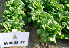 Avidius RZ, Lattuga Romana. Varieta' lenta a montare. Colore verde medio. Fondo rotondo, largo e ben chiuso. Buona tolleranza al Tip-burn interno ed alla salita a seme.