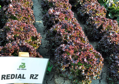 Redial RZ (81-67), Lattuga Batavia rossa. Lattuga tipologia gentile rossa. Adatta per produzioni in pieno campo e sotto serra. Varieta' dal colore rosso brillante intenso, ciclo medio. Il fondo si presenta arrotondato, chiuso e compatto. Torsolo fine e coste poco pronunciate. Foglie spesse e molto elastiche alla manipolazione. Alta tolleranza alla salita a seme e al TBI.