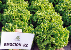 Emocion RZ, Lattuga Batavia bionda. Varieta' voluminosa per produzioni primaverili e autunnali. Colore verde scuro brillante. Varietà aperta, lenta a serrare nel cuore, con fogliame molto spesso e leggermente bolloso. Il fondo si presenta arrotondato, chiuso e compatto. Pianta molto plastica alla manipolazione.