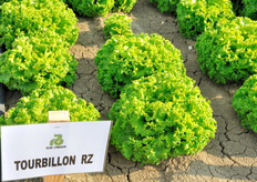 Tourbillon RZ, Lattuga Batavia bionda. Varieta' per produzioni estive. Ciclo medio. Colore verde medio brillante. Pianta compatta, con foglia spessa e molto plastica alla manipolazione. Il fondo si presenta arrotondato, chiuso compatto e presenta una costa molto sottile. Elevata tolleranza alla salita a seme ed al TBI.