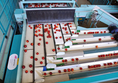 Linea per la lavorazione di pesche e nettarine.