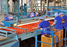 Quest'anno la produzione di frutta estiva risulta inferiore alla norma, a causa di un'ondata di maltempo, con grandine e pioggia, registratasi nel mese di giugno. Le addette alla selezione devono prestare un occhio di attenzione in piu' per scartare i frutti danneggiati dal maltempo.