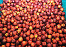 Cassone di nettarine.