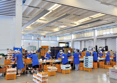 Linea di confezionamento manuale per le albicocche.