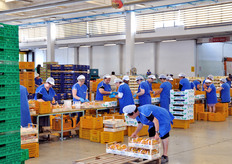 Questo e' uno dei quattro stabilimenti Orogel Fresco. Qui si lavora prevalentemente frutta estiva e, in inverno, mele e pere.