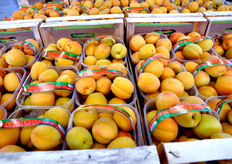 "Un altro brand è "Fresco Gusto", dedicato al prodotto "a filiera corta", appena colto e direttamente consegnato ai punti vendita."