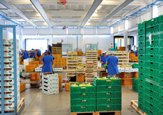 "Per quanto riguarda la merce destinata all'industria di trasformazione, Maldini osserva: "Quest'anno avremo tra un 30 e un 40 per cento in più di materia prima da destinare all'industria. Si trattera' percio' di vedere se il comparto del trasformato sara' in grado di assorbire questi maggiori quantitativi"."