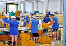 Linea confezionamento susine.