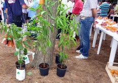 "Presenti alla manifestazione gruppi e aziende vivaistiche di tutta Italia. La giornata di frutticoltura, organizzata a "Pantanello", e' per i vivaisti un'importante occasione di presentazione delle novita' nell'ambito varietale, dei portinesti e delle produzioni vivaistiche. In foto astoncini vegetanti prodotti fuori suolo (in vasetto su substrato sterile a base di fibra di cocco) e in ambiente protetto (in serra sotto reti antiafidiche) dai vivai della Basilicata riuniti in COVIL (Consorzio Vivaisti Lucani)."