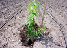 "L'"astoncino vegetante", rispetto al tradizionale astone a radice nuda, puo' essere trapiantato durante tutto l'anno, in particolare nel periodo primaverile."
