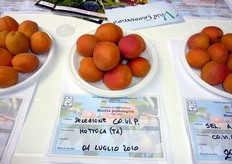 Esposte alla mostra anche alcune novita' varietali presentate dai piu' importanti gruppi e aziende vivaistiche che operano a livello nazionale ed europeo.