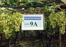 "Vigneto della cultivar Victoria della Cooperativa "Anceo" identificato per la sua tracciabilita'."