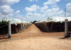 "L'ingresso di una delle aziende produttrici di uva da tavola della Cooperativa "Anceo". Cartelli di identificazione dei lotti dei vigneti per la loro tracciabilita' e per le uscite di sicurezza."