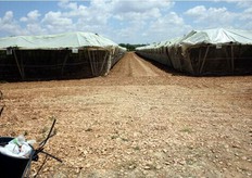 "Raccolta differenziata dei rifiuti all'ingresso di una delle aziende produttrice di uva da tavola della Cooperativa "Anceo"."