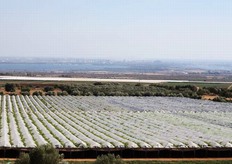 "Vigneti a "tendone" coperti con plastica per anticipare la maturazione delle uve in prossimita' del Mar Piccolo (TA) dell'azienda agricola Pasquale e Luigi Di Fino associata alla Cooperativa "Anceo" certificata GlobalGAP produttrice delle cultivar Victoria, Michele Palieri e di uve apirene."