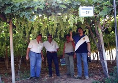 "Visita all'azienda Di Fino certificata GlobalGAP: da sinistra Pasquale Di Fino, Francesco Alabrese (presidente della Cooperativa "Anceo" di Grottaglie), Luigi Di Fino con una copia del volume "L'offerta pugliese dell'uva da tavola", Giovanni Papa (responsabile del servizio tecnico per il Sud Italia della Società AlzChem e delle fertilizzazioni con la "Calciocianamide" anche in fertirrigazione). Eccezionale la produttivita' per ettaro delle uve apirene ottenute in questa azienda, tanto da reggere il confronto con le cultivar con semi piu' produttive. La particolare localizzazione dei vigneti, l'adozione di sesti larghi, energiche sfogliature alla maturazione dell’uva, ecc. consentono di ottenere medie produttive tra 320–380 q/ha di uva di elevatissima qualita'."