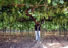 "Mario Colapietra, ricercatore del CRA in visita all'azienda Di Fino certificata GlobalGAP e associata alla Cooperativa "Anceo" di Grottaglie, con una straordinaria pianta di vite da uva da tavola apirena di 17 anni di eta' e una produzione di 180 kg."