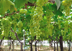 "Viva Frutta, fondata tre anni fa, e' costituita da aziende certificate secondo i criteri GlobalGAP (buone pratiche agricole) e gestite da produttori professionali, di lunga esperienza nella coltivazione di uva da tavola. "La novita' di quest'anno - spiega il responsabile Paolo Iaffaldano - e' la diversificazione dell'offerta mediante il lancio di una intera linea di uve con semi e seedless da agricoltura biologica. Per connotare questa linea abbiamo ideato il marchio Viva Bio"."