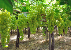 Oggi Viva Frutta rappresenta 130 ettari di vigneti coltivati prevalentemente a varieta' senza semi di uve da tavola. Grazie al know-how apportato alla compagine cooperativa dal produttore Filippo Giglio, pioniere nella scelta del metodo di produzione biologico (adottato gia' nei primi anni '90 del Novecento), Viva Frutta ha potuto affrontare con successo la creazione della linea Viva Bio, che esordisce adesso sul mercato.