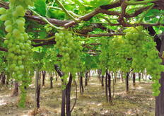 Il calendario di offerta delle uve Viva Frutta va da luglio a dicembre, alternando nel corso del tempo le cultivar senza semi Superior, uva da tavola a bacca bianca, Crimson a bacca rossa, entrambe disponibili anche da agricoltura biologica. Per le uve con semi, l'offerta comprende le uve a bacca bianca Italia e Vittoria, quella a bacca rossa Red Globe e le cultivar a bacca nera Palieri e Black Pearl, disponibile a breve anche bio.