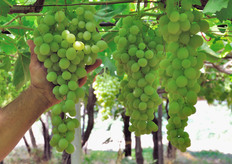 "Paolo Iaffaldano racconta: "Grazie alla creazione di una cooperativa di produttori siamo riusciti a centralizzare la vendita e accorciare la filiera, interfacciandoci direttamente con i responsabili acquisti delle realta' distributive all'ingrosso e al dettaglio, saltando cosi' il passaggio dell'intermediazione"."