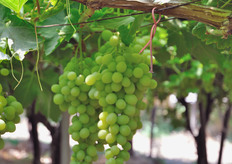 Il nastrino color ruggine e' un diffusore di feromone specifico per la lotta al parassita Lobesia Botrana (tignoletta della vite).