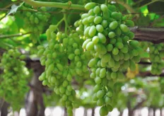 Le uve coltivate da Filippo Giglio con metodo da agricoltura biologica sono le cultivars Superior e Crimson. L'appezzamento copre 3,5 ettari di terreno.