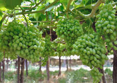 "Filippo Giglio spiega: "Dagli anni '80 ai primi anni '90 sono passato da un metodo di produzione convenzionale, a uno a lotta integrata, per arrivare poi al biologico. La conversione non e' stata semplice, ma oggi ho affinato la mia tecnica al punto tale che non vedo alcuna differenza, in termini di volumi e qualita' delle produzioni, rispetto al passato"."