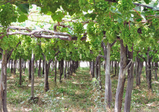 La resa produttiva in questi vigneti a conduzione bio si aggira sui 200-250 quintali ad ettaro, a seconda delle annate.