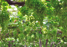 La tempistica di raccolta va da luglio a novembre e, in alcuni casi, dicembre.