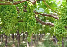 L'immissione in commercio di uva apirene (senza semi) da agricoltura biologica viene realizzato quest'anno dalla cooperativa Viva Frutta, con il lancio del marchio Viva Bio.