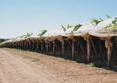 I vigneti sono protetti da appositi tendoni.
