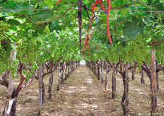 Qui siamo all'interno dell'azienda di Gaetano Lombardo, uno dei membri della cooperativa, il quale fornisce uva Italia da agricoltura convenzionale.