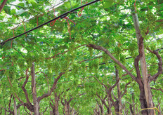 I vigneti si estendono su una superficie di 5,5 ettari, con una resa media di 400 quintali/ha.