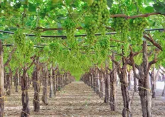 Benche' con metodiche convenzionali, la produzione di uva Italia in quest'azienda avviene nel rispetto dei piu' rigidi requisiti sul numero massimo di residui chimici ammessi.