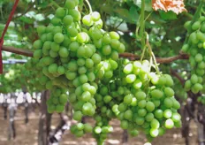 Grappoli di uva Italia in via di sviluppo. La dimensione degli acini e' destinata a raddoppiare a piena maturazione.